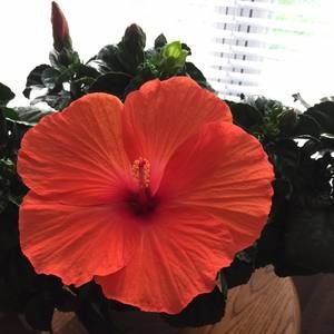 Meet your Posher, Phyllis